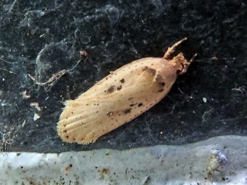 Agonopterix yeatiana ? S